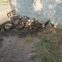 اوردگ صحرایی