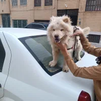 سگ چاو چاو|سگ|یزد, |دیوار