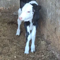 گوساله سیمینتال نر 80کیلو