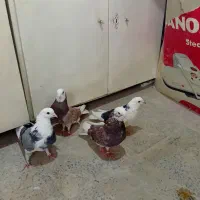 دو جفت کبوتر به شرط