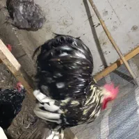 مرغ و خروس کوشین و برهما|حیوانات مزرعه|بابلسر, |دیوار