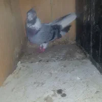 کوهی دمسفید