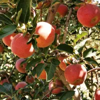 سیب قرمز پاییزه ارگانیک