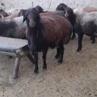 قوچ افشاری|حیوانات مزرعه|نیشابور, ماروسک|دیوار