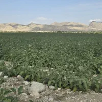 فروش مجموعه گاوداری زمین کشاورزی و خانه ویلایی تخت