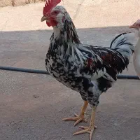 خروس گلین