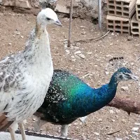 فروش مرغ خروس|حیوانات مزرعه|درمیان, |دیوار