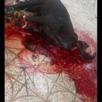 قصاب وکشتارگاو گوسفندگوسال بصورت شبانه روز|خدمات پیشه و مهارت|بروجرد, |دیوار