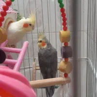 عروس هلندی جفت فروشی سربیشه