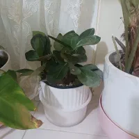 گل آپارتمانی|گل و گیاه طبیعی|پرند, فاز ۶|دیوار