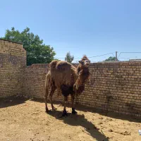 شتر بوغور
