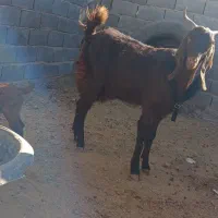 تعدادسه عددبززاییده بفروش میرسد|حیوانات مزرعه|تربت جام, عیدی آباد|دیوار