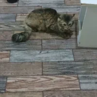 واگذاری گربه