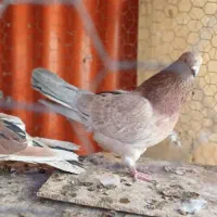 کفتر ناب کاشان|پرنده|تهران, افسریه شمالی|دیوار