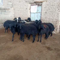 فروش ۱۲راس بره ماده های قره قزل