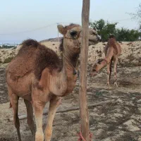 شتر با بچه