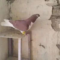 کبوتر خوشرنگ و هفت رنگ