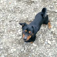 واگذاری سگ فیندو اصیل|سگ|شهریار, دهشاد بالا|دیوار