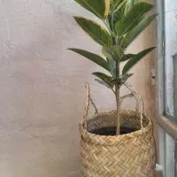 طرح تعویض کتاب با گل و گیاه در لالی