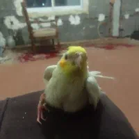 پرنده دستی بامزه|پرنده|هادی شهر, |دیوار