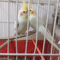 جفت عروس نر وماده وزیبا