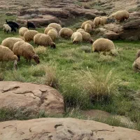 خریدار شَک