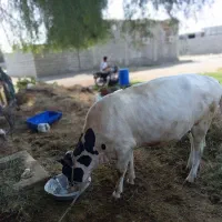 دو عدد گاو ماده