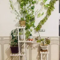 استند و گل ها فروشی|گل و گیاه طبیعی|فیروزآباد (فارس), |دیوار