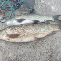 mahei آزاد|ماهی|ارس, |دیوار