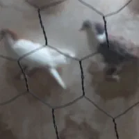 خال زرد کلاغ هفت رنگ|پرنده|سلیمان, |دیوار