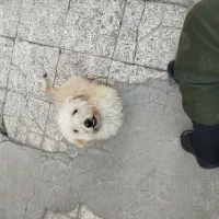 سگ پاکوتاه|سگ|اردبیل, |دیوار