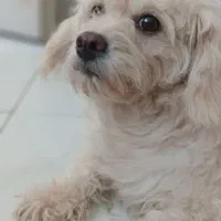 سگ گمشده