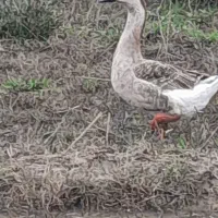 غاز  غوغاز آوردک اسراییلی نر