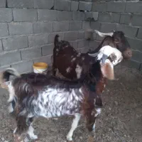 باعرض‌سلام‌دوستان‌عزیزیک‌عددبزنرهمون‌پاچن‌هست
