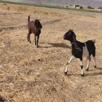 بز نژدی|حیوانات مزرعه|بروجرد, |دیوار