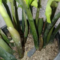 گل زامفولیا|گل و گیاه طبیعی|تهران, افسریه شمالی|دیوار