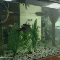 آکواریوم بزرگ با کمد همراه با لوازم وماهی|ماهی|کردکوی, |دیوار