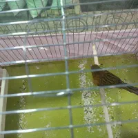 قناری نر مست مست شلاقی|پرنده|تهران, شهرک طالقانی|دیوار