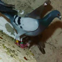 تعدادی گبوتر پرشی