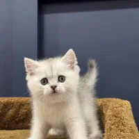 بچه گربه های بریتیش دارای بازدید حضوری|گربه|شیراز, سینما سعدی|دیوار