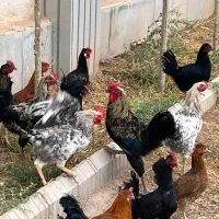 فروش مرغ و خروس محلی