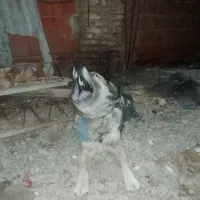 سگ نگهبان جلب ضمانتی گیرندگی|سگ|فاضل آباد, |دیوار