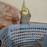 عروس هلندی|پرنده|کلاله, |دیوار