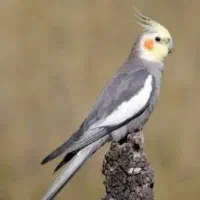 عروس هلندی پیدا شده