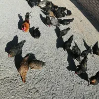 مرغ تخم گذار