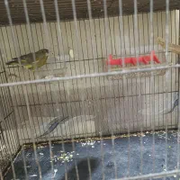 دوعددسهره نره نره سبزویکی سهره کرمنی