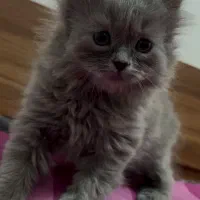 گربه بریتیش|گربه|قزوین, |دیوار