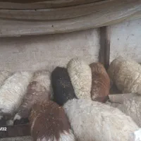 14راس بره|حیوانات مزرعه|حمیل, |دیوار