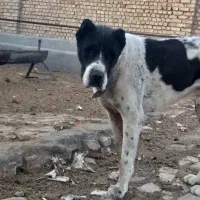 تعدادی سگ خوب