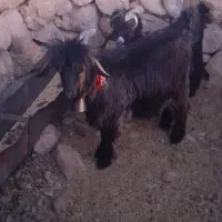 بیگ دوبری و تخمی|حیوانات مزرعه|ایذه, |دیوار